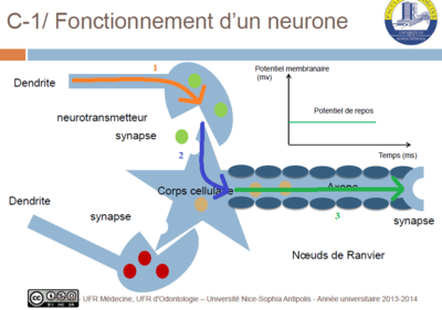 neurone.PNG