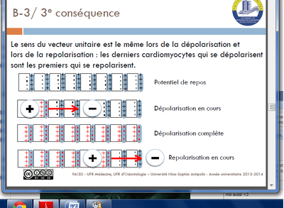 dépolarisation.png
