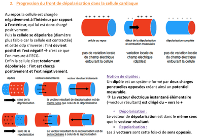 explication dépolarisation.png