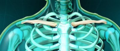 clavicule.jpg