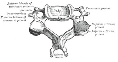 vertebre-C7.jpg