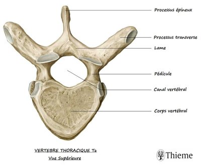 p_vertebre_thoracique_T6_vue_superieure_ezg_1.jpg