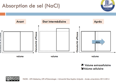 Absorption de sel.png