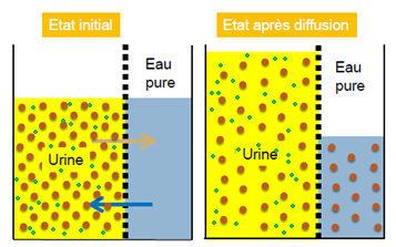 urine-eau.png