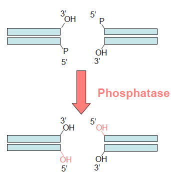 Déphosphorylation bords francs.PNG