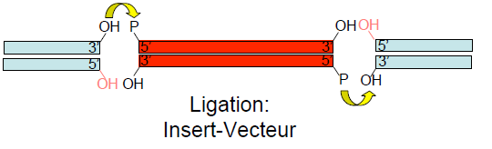 Ligation vecteur insert.PNG