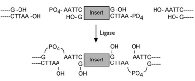 ligation bords cohésifs.PNG