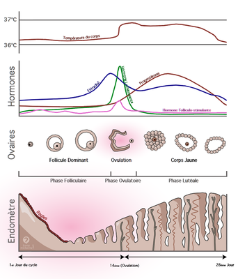 ykouFogE-cycle-menstruel.png