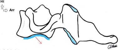 Vertebre cervicale orientation C6.png