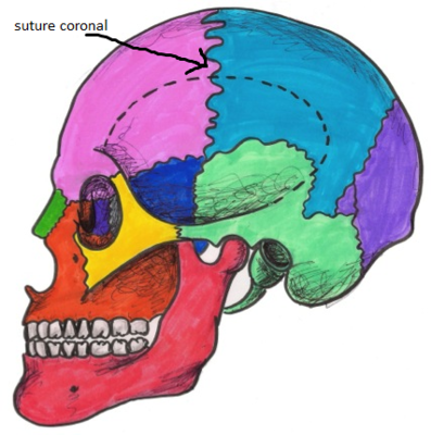 Vue latéral modifié.png