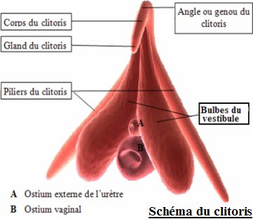 CLITORIS EN VUE ANTERIEURE.jpg
