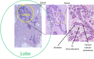 Lobule.PNG