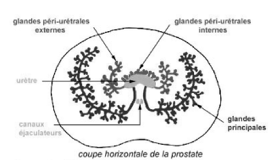 Capture d’écran 2014-03-28 à 10.05.35.png