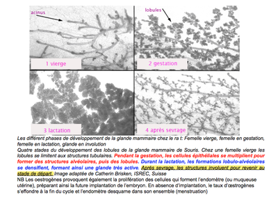Capture d’écran 2014-03-29 à 13.59.29.png