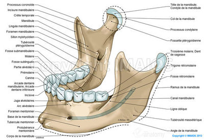 mandible-mandibular-canal_medical512.jpg