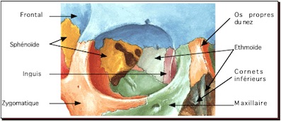 cavité orbitaire.jpg