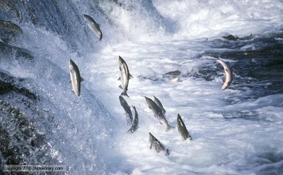 Saumon 1er avril.jpg