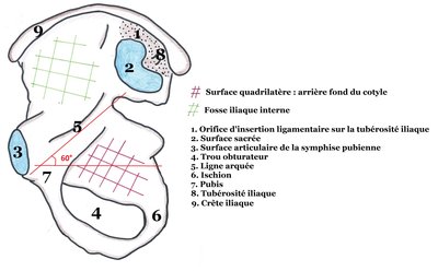 S8 Os coxal vue médiale.jpg