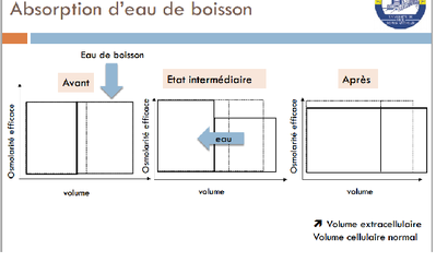 absorption d'eau.png