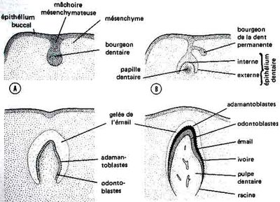 2014 04 01 Résultats UE13s.jpg