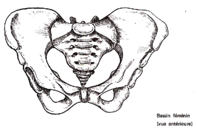 Bassin vue antérieure.png