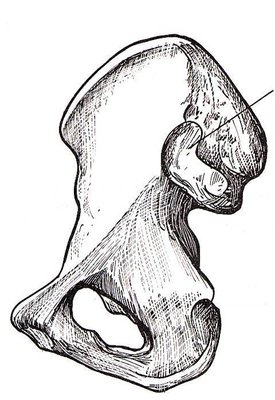 Os coxal vue médiale.jpg