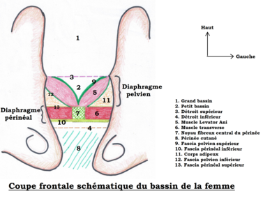 S29 Coupe frontale du bassin (2).png