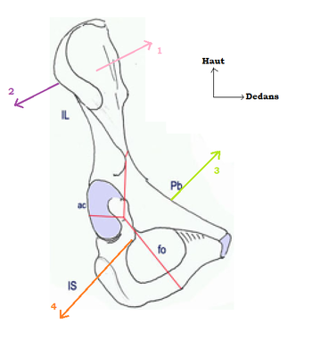 Os coxal - REGARDE.png