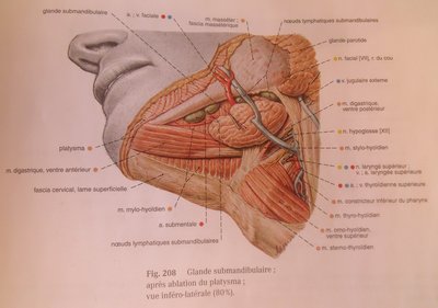 Schéma vue lat glande sous mandibulaire.JPG