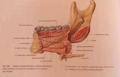 Shéma vue médiale de la glande sous mandibulaire.JPG