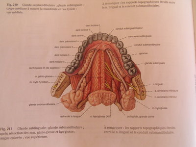 Schéma vue supérieur de la glande sous mandibulaire.JPG