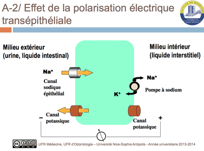 Trans-épithéliale.png