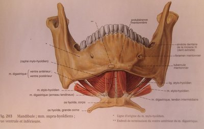 Vue antérieur muscle sous mandibulaire.JPG