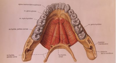 Vue superieur du planché de la bouche.JPG