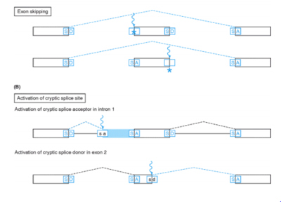 Mutation épissage.PNG