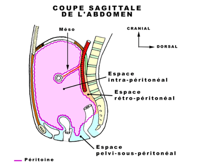 Cavité péritonéale.png