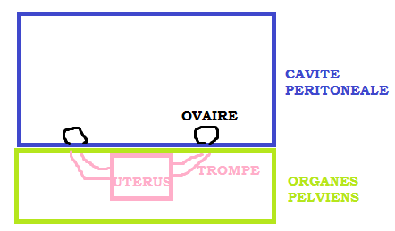 Schéma patatoïde.png