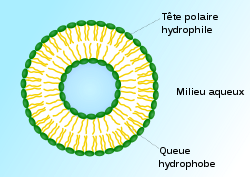 liposome.png