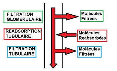 Fonctionnement du néphron.jpg