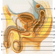 220px-Male_reproductive_system_lateral_nolabel.png