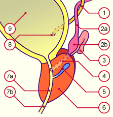 u3yd_prostate.gif