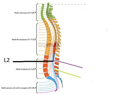 spinal-cord-anatomy-diagram-en_medical512.jpg