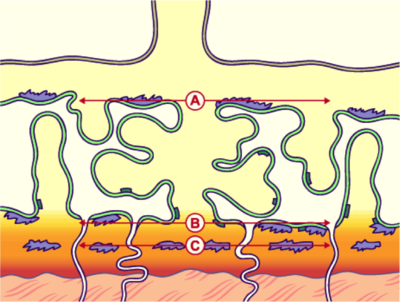 couches fibrinoïde.png