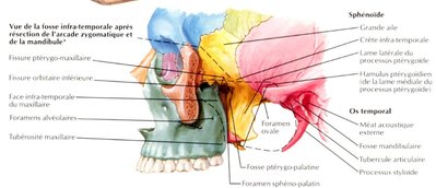 sphénoïde.jpg