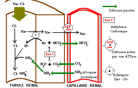 pouvoir tampon du rein.gif