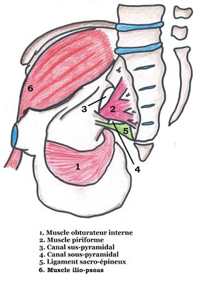 S15 Muscles de la paroi du petit bassi.jpg