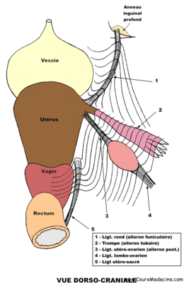 ligament lombo-ovarien.gif