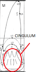 Cingulum.png