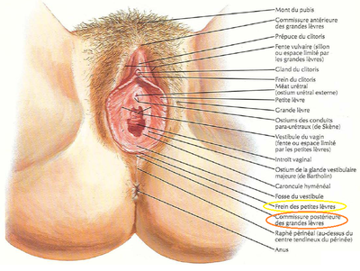 Périnée cutané en position genu pectoral.png