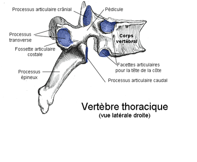Vertèbre_thoracique.png